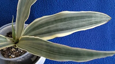 Sansevieria Sayuri Silver Siam Succulent Mother In Law Plant In Bloom  • $19.99