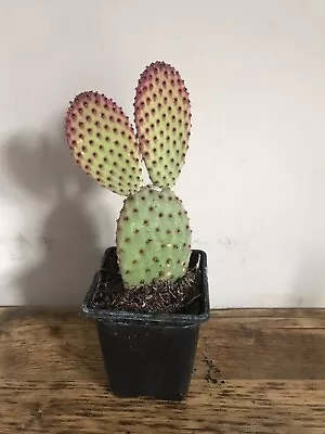£16.99 • Buy Bunny Ear, Prickly Pear Cactus Plant Opuntia Microdasys