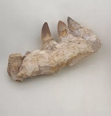 5.9 Inches Authentic Mosasaurus Fossilized Teeth In Jaw Bone Morocco Cretaceous  • $179