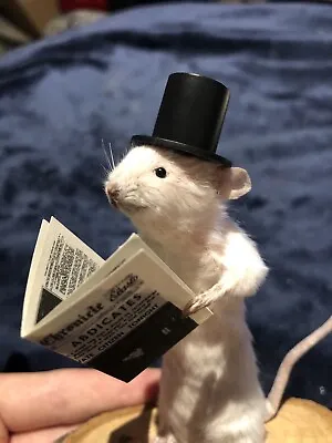 Taxidermy Gentleman Mouse Unusual Gifts Unique Oddities Rat Rodent • £40