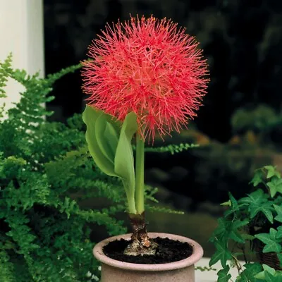 1 X Scadoxus Multiflorus (Fireball Lily) Flower Summer Flowering Bulbs • £5.99