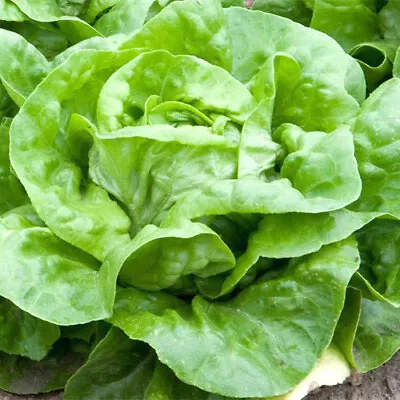 White Boston Lettuce Seeds | 500 Seeds | Non-GMO | Free Shipping | 1105 • $1.79