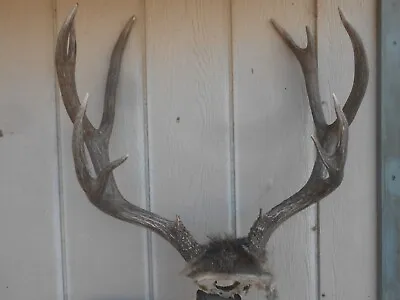 Tall 6x6 Colorado MULE DEER RACK Antlers Whitetail Mount Sheds Taxidermy Elk • $220