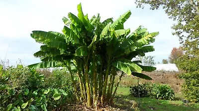 Musa BASJOO Banana Tree~~Cold Hardy Musa Live Banana Tree • $19.99