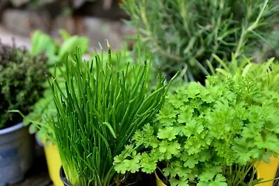 £3.69 • Buy Italian Herbs Seed Mix Basil Oregano Thyme Sage Parsley Coriander Rosemary 2500+