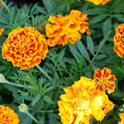 Sparky Mix 100 Marigold Seeds | Non-GMO Gary's Seed Store Fresh Crop • $1.99