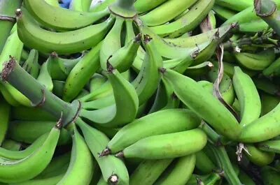 Musa X Paradisiaca Platano 1 Cuttings • $11.98