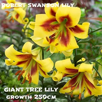 GIANT LILIUM HYBRID TREE Robert Swanson LARGE BULBS SUMMER FLOWERING-FRAGRANT • £10.99