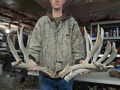 Big Mule Deer Set Antlers Sheds Horns Elk Moose Rack • $225