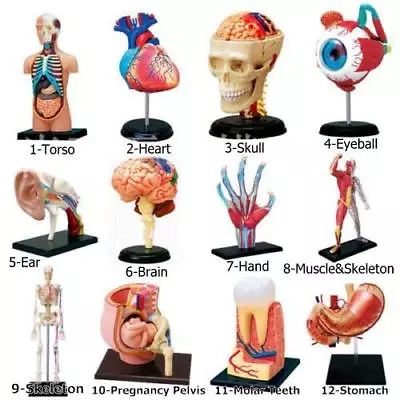 1Set 4D Human Torso Brain Heart Ear Hand Body Anatomical Anatomy Teaching Model • $52.79