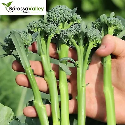 BABY BROCKY Broccoli F1 Hybrid 15 Seeds Vegetable GardenAUTUMN WINTER SPRING V26 • $5.75