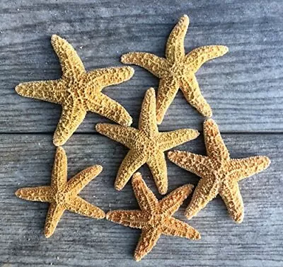 Sugar Starfish 6 Brown Sugar Starfish 2 -3  • $18.99