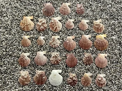 $6 • Buy Lot Of 27 Shells Approximately 1” Wide Scallop Seashells Cream Color Craft