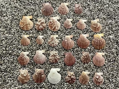 $6 • Buy Lot Of 27 Shells Approximately 1” Wide Scallop Seashells Cream Color Craft