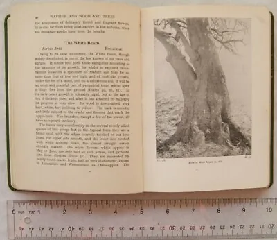£3.50 • Buy 1945 Wayside & Woodland Trees, A Guide To The British Sylva By Edward Step