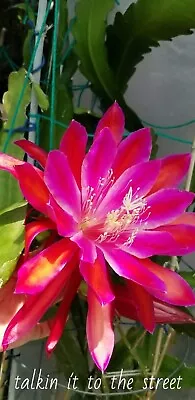 Rooted Epiphyllum Orchid Cactus “ Taking It To The Street” • $25