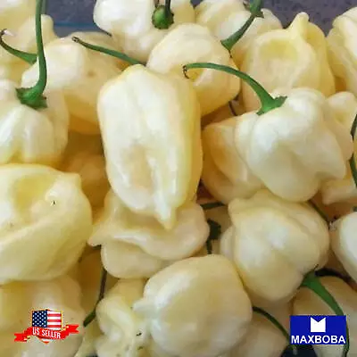 Pepper Seeds Hot Habanero White Non-GMO Heirloom Vegetable • $13.25