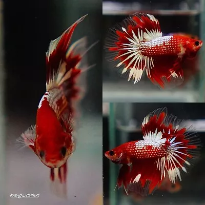 Live Tropical Betta Fish -- Red Ribbon | Halfmoon Male • $9.99