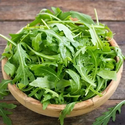 1200 ORGANIC ARUGULA SEEDS  | Microgreens  NON-GMO | Heirloom - USA FREE SHIP ! • $1.89