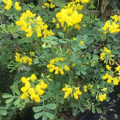 Coronilla Valentina Subsp. Glauca Citrina Unusual Fragrant Hardy Evergreen Shrub • £7.99