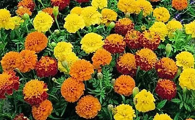 300+ FRENCH SPARKY Dwarf Marigold Mix~Orange Yellow Red Non-GMO Heirloom Seeds • $2.88