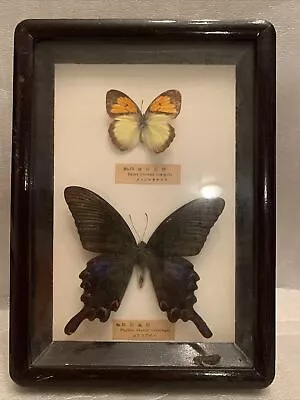 Real Framed  Butterfly Gothic Black Taxidermy Papillo Takasago & Pyrene 2 • $20