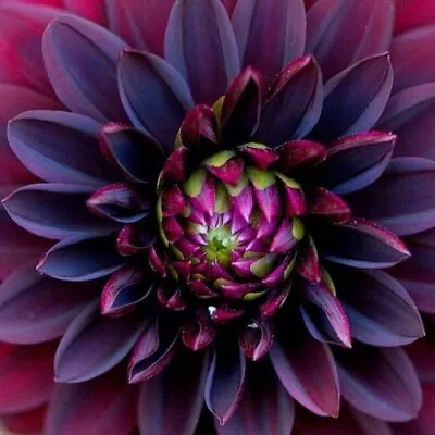 Black Dahlia Flower 25 Seeds • $4.50