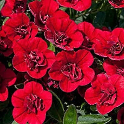 15 X  Trailing Petunias CALIBRACHOA Million Bells DOUBLE RED Pre Order • £15.99
