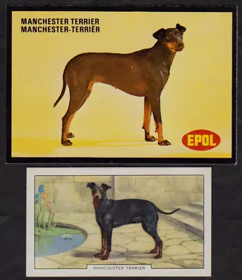 2 Different Vintage MANCHESTER TERRIER Tobacco/Cigarette/Tea Dog Cards Lot • £3.86