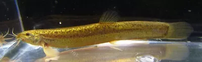 3 King Dojo Loach Live Freshwater Aquarium Fish • $49.99