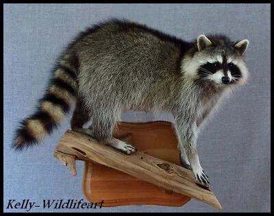 Custom Raccoon Taxidermy Mount Wildlife Hunting Cabin GREAT CHRISTMAS GIFT IDEA! • $625