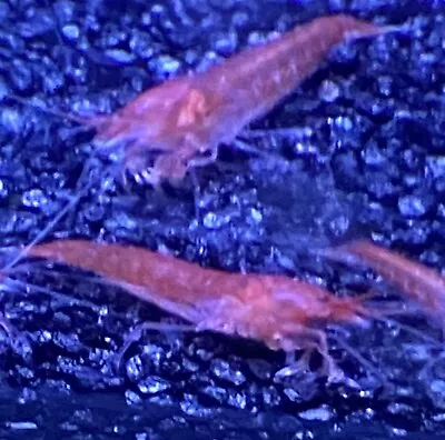 10 Opae Ula | Halocaridina Rubra | Volcano Red Shrimp • $34.99