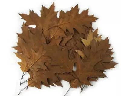 Live Oak Leaf Litter (1 Gallon) Natural Bio-active Substrate For Terrariums  • $12