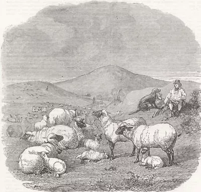 FARMING. Sheep 1858 Old Antique Vintage Print Picture • $11.19