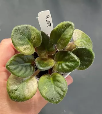 African Violet Plant-  NK Latte  (miniature) ACTUAL PLANT • $11
