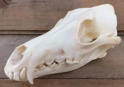 Coyote Skull Authentic Montana Coyote Skull • $35