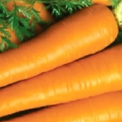 Imperator Carrot Seeds | NON-GMO | Heirloom | Fresh Garden Seeds • $1.60