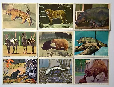 Lot Of 9 Double-Sided ANIMALS Cards 1960s  Magnajector' Projector • $7.32