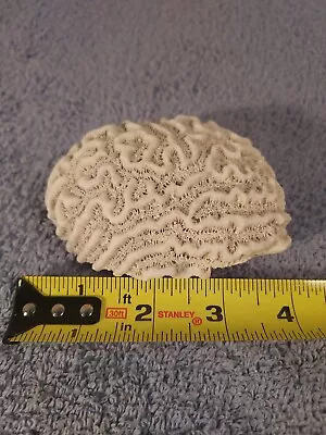 Natural White Brain Coral Fossil Specimen Paperweight Fish Aquarium 4  X 2.5  • $39.99