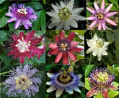 £3.49 • Buy Passiflora Ligularis Passion Flower Seeds Climber Perennial Tropical Fruit Mixed