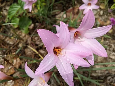 Rain Lily Habranthus 5 Bulbs Free Shipping • $16