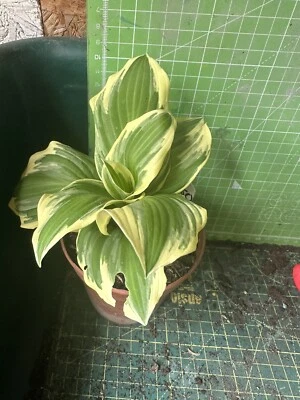 £3 • Buy Hosta - Unknown Hosta - Garden Ready  - Lot 50