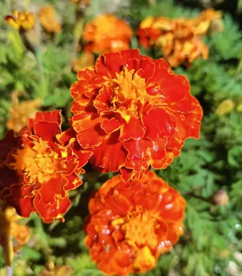 French Marigold Red Orange Yellow Dwarf  ~200 Seeds Heirloom Non-GMO Annual • $1.74