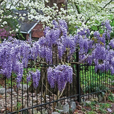 £7.97 • Buy 10 Exotic Chinese Wisteria Vine Seeds Wisteria Sinensis Blooming Vine