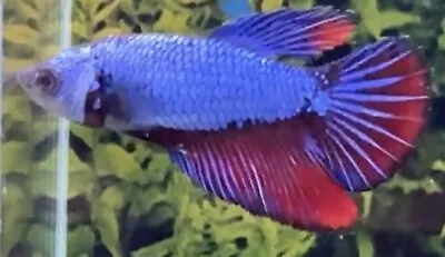 Female Blue Red Halfmoon Betta • £14