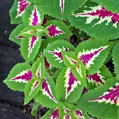 Solenostemon Scutellarioides - 50 Seeds - Wizard Rose Coleus  • £1.95