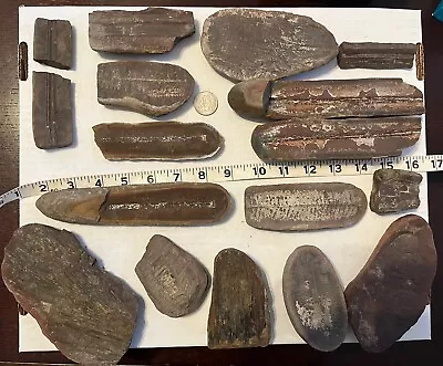 EXCELLENT LOT Mazon Creek Fossils 14 Different Large Fossils- FernsPlantsWood • $14.99