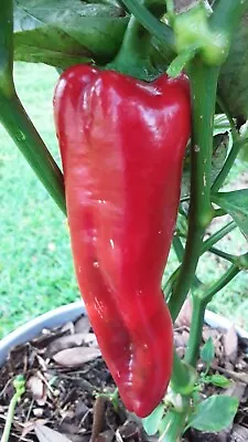 50+ Giant Marconi Rosso Pepper Seeds Sweet NON GMO Open Pollinated Prolific • $2.99