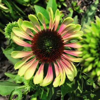 T&M Echinacea Green Twister Garden Plant Perennial Flowering Garden Bareroots • £9.99