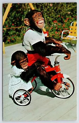 Animal~Chimpanzees~Me & My Shadow~Dressed Chimps On Trike~Vintage Postcard • $3.50